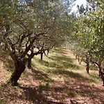 Assisi Randr * San Vitale
