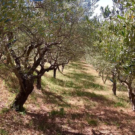 Assisi Randr * San Vitale