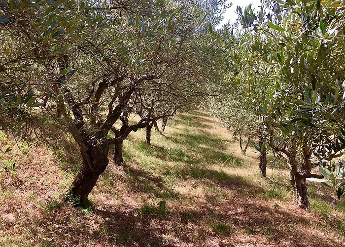 Assisi Randr * 산비탈레